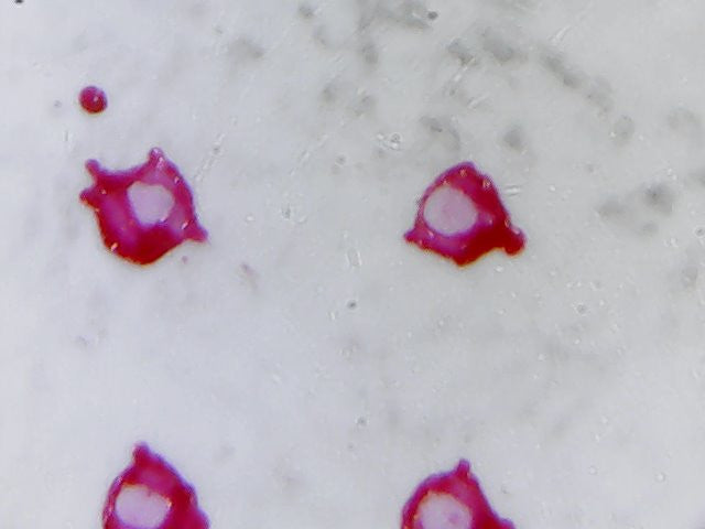 Micro Dottie 3 - CMYK Color Separation USB Video Microscope 500X Enlargement